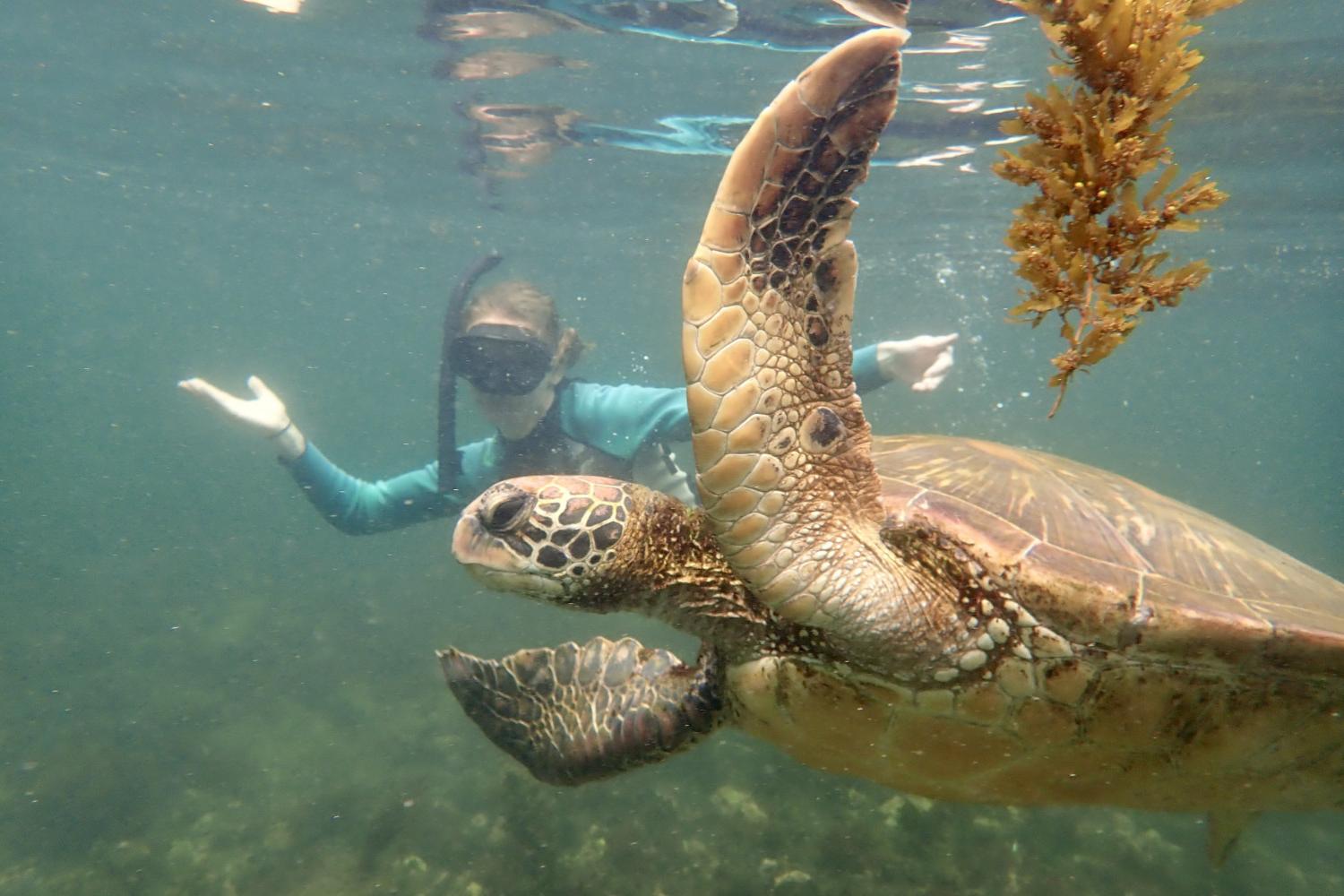 一名<a href='http://ythe.ngskmc-eis.net'>bv伟德ios下载</a>学生在Galápagos群岛游学途中与一只巨龟游泳.